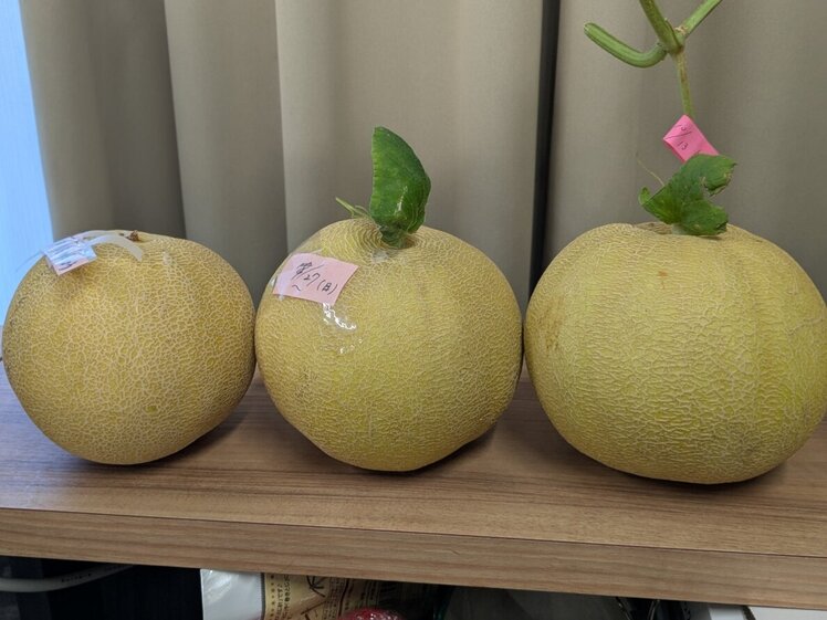 メロン.jpg